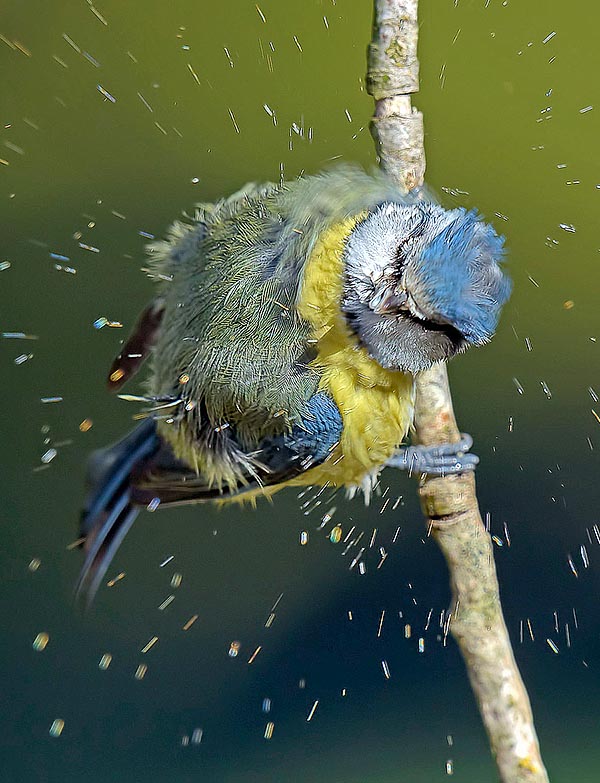 Elle secoue ses plumes et elle retourne farfouiller entre les branches, accrochée seulement par une petite patte, tête en bas, dans une position difficile, très souvent acrobatique 