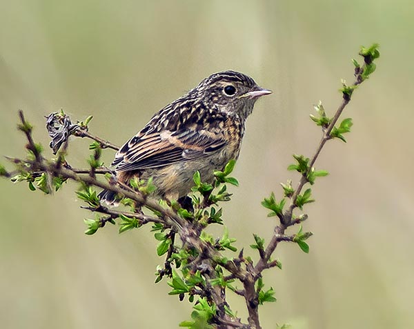 Saxicola torquatus, Tarier pâtre, Muscicapidae