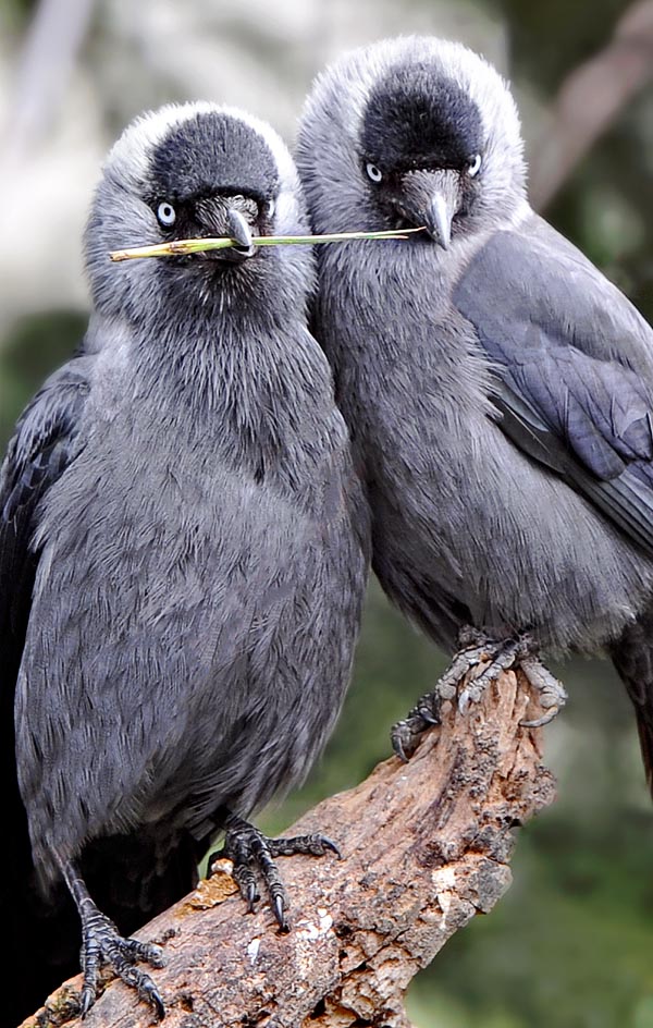 Nesting couple. The jackdaw is monogamous for all life and the accidental death of the partner is a tragedy because the survivor loses the rights acquired as reproducer inside the group © Gianfranco Colombo