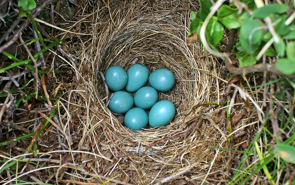 Saxicola rubetra, Muscicapidae, stiaccino