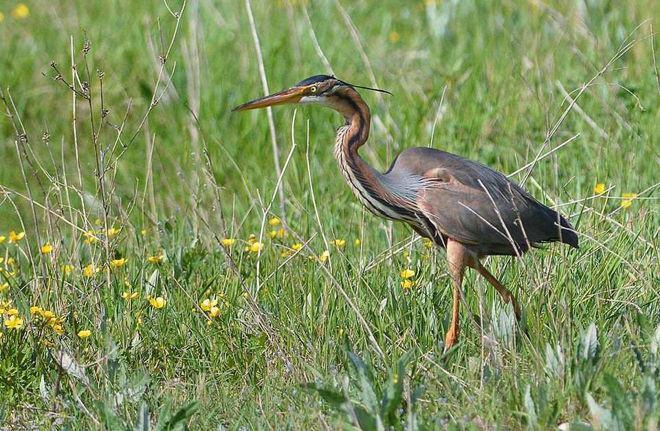 It resembles the Goliath heron but is decidedly smaller with intermediate size in the herons' world © Alvaro Dellera