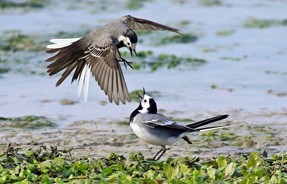 Toujours enjouée et élégante, monogame de façon saisonnière, Motacilla alba peut pondre jusqu’à 3 fois dans l’année dans la partie méridionale de son aire de répartition © Gabriele Pagliari