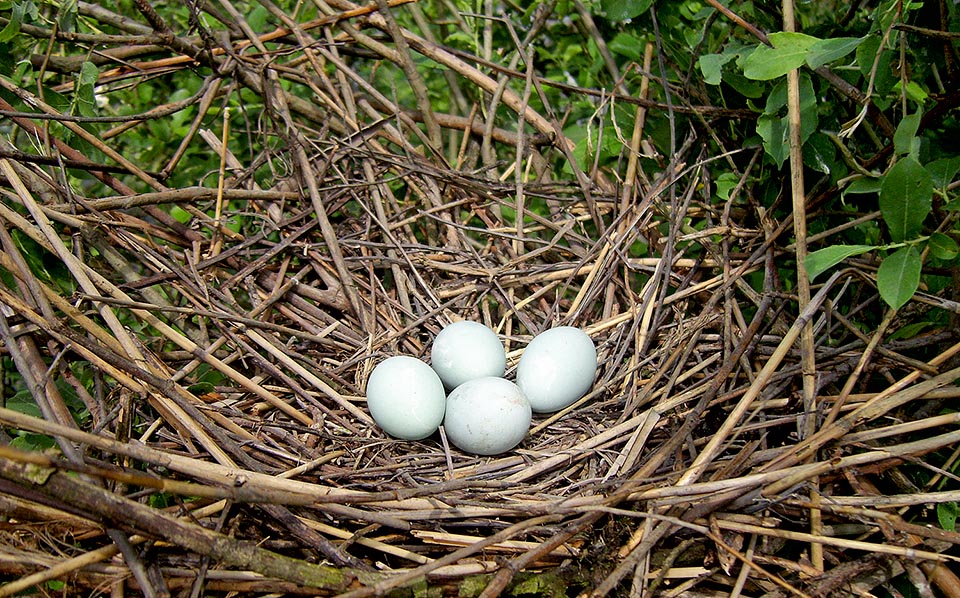 Very reserved tries to avoid the man. The nest, usually whell hidden on pieces of phragmites, contains 3-5 eggs brooded by both partners for 4 weeks © Museo Civico di Lentate su Seveso