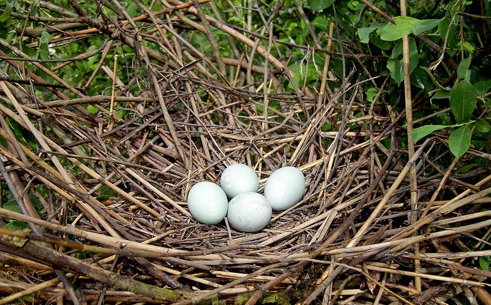 Ardea purpurea, Ardeidae, Héron pourpré