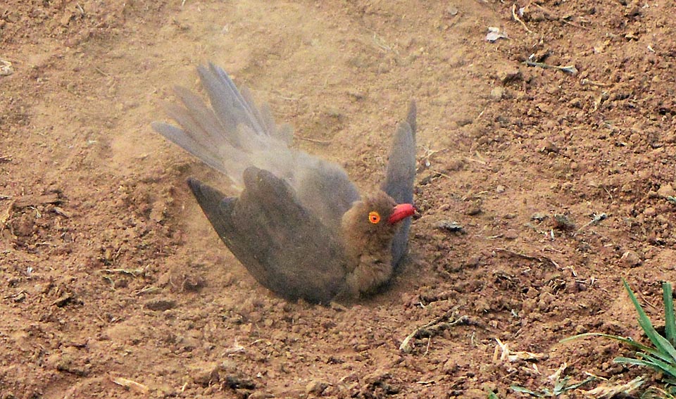 Buphagus erythrorhynchus, Buphagidae