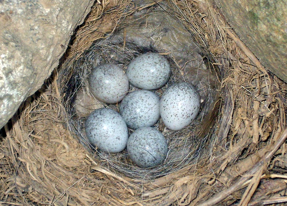 For the nest, that hosts 3-6 eggs brooded by female for 12-14 days, is sufficient a minimum shelter where hoarding dry grass, moss, wool, feathers and very fine rootlets © Museo Civico di Lentate su Seveso