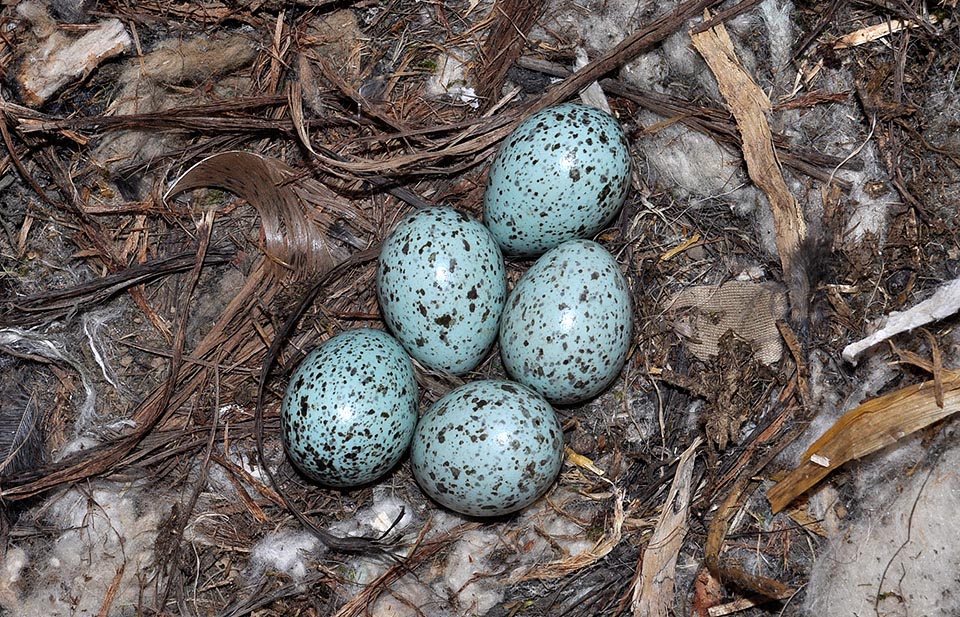 The nest, placed inside fissures or cracks in the rock, tree cavities, niches in old artifacts and even under highway viaducts, is a messy heap of twigs, vegetal fragments, rootlets, feathers, wool and hair of animals. It contains 5-7 light blue reddish spotted eggs brooded onl by the female © Museo Civico di Lentate su Seveso
