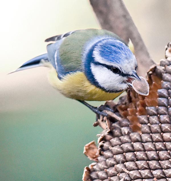 Here struggles with a big sunflower seed but the very small bill is always an adequate tool: a sort of hand, a fine nose or a precision drill 