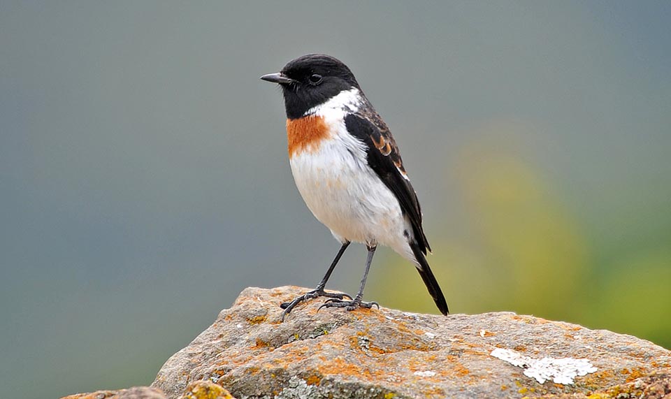 Saxicola torquatus, Common stonechat, Muscicapidae