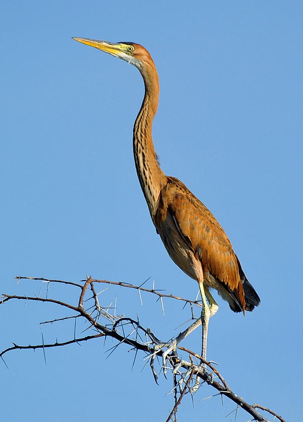 Subadult. As the name states, the Ardea purpures has a livery showing on part of the plumage, especially in the young, a red amber colour more or less marked depending on the age and the season © G. Colombo