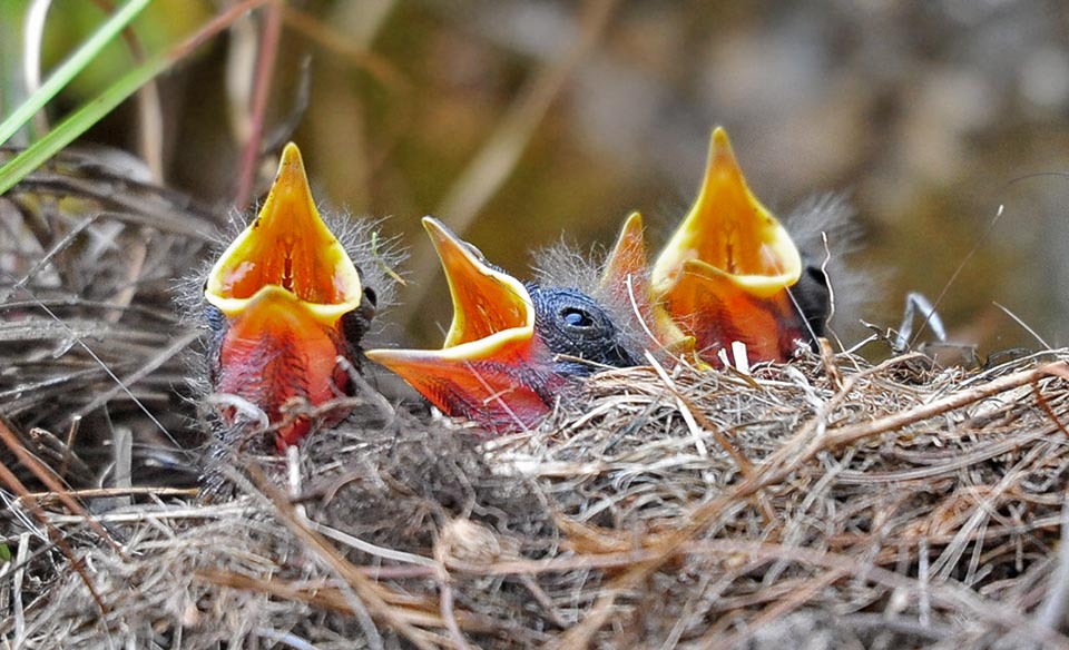 Les petits naissent nus et aveugles et restent deux semaines au nid soignés par leurs deux parents © Gianfranco Colombo