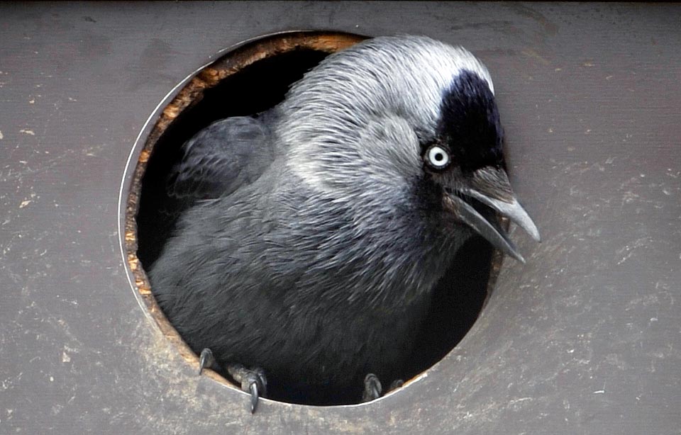 Here an adult, with pearly eyes, the black spot on the head and clear tuft, has occupied the nest box of a garden planned for small raptors © Gianfranco Colombo