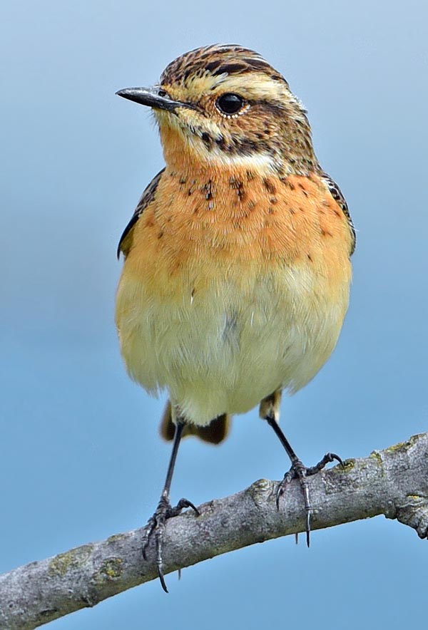 Saxicola rubetra, Muscicapidae, stiaccino