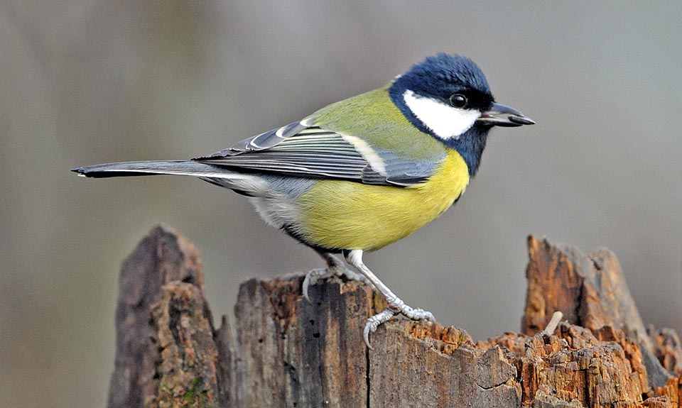 The great tits are insectivorous and a couple catches about 7000 caterpillars per brood, but in winter they eat also berries and seeds