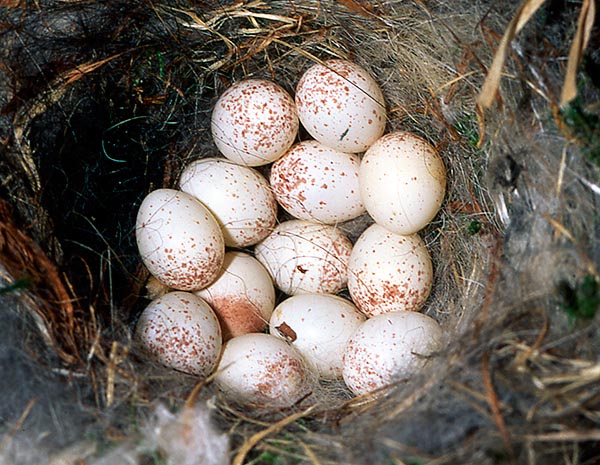 Elle pond parfois jusqu'à 13 œufs. Le plus souvent ce sont 7-10 et elle peut accomplir deux nichées par an