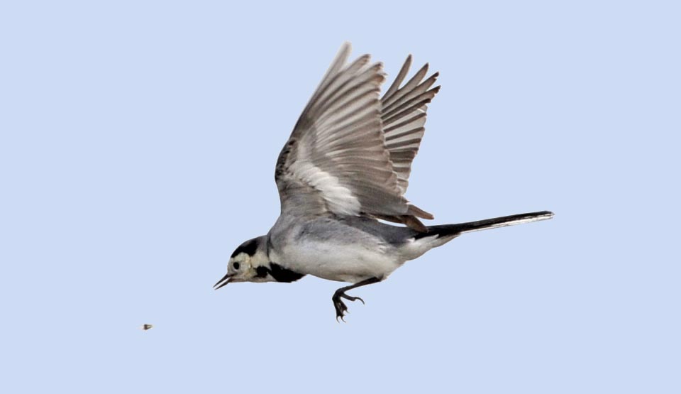 Petit insecte sans aucune chance. Motacilla alba aime chasser les insectes en vol mais se nourrit aussi de larves, de chenilles et de lombrics. L'hiver elle condescend à becqueter tout ce qu’elle trouve afin de survivre © Gianfranco Colombo