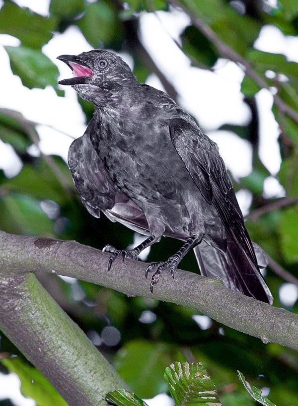 Corvus monedula, Corvidae, Taccola 