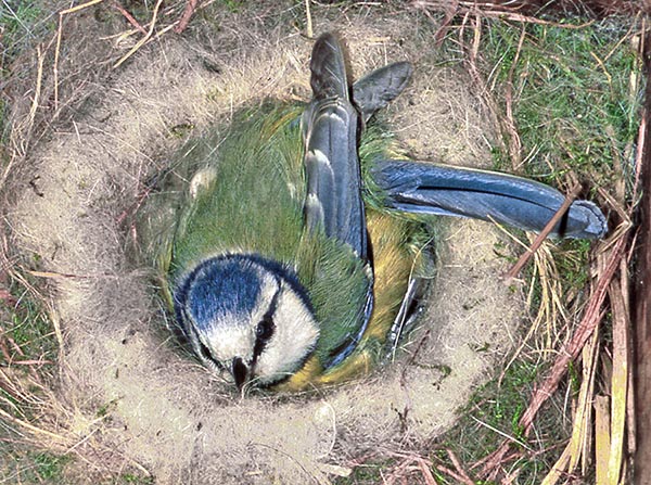 The female builds the nest and broods. The male helps in the chicks demands 