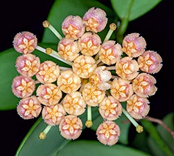 Hoya obscura - Monaco Nature Encyclopedia