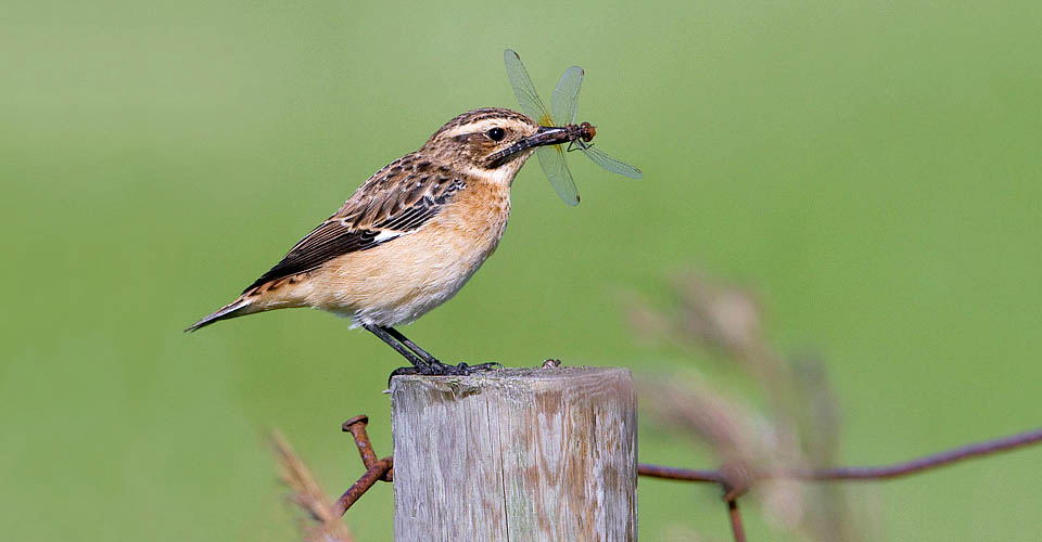 Saxicola rubetra, Muscicapidae, Whinchat