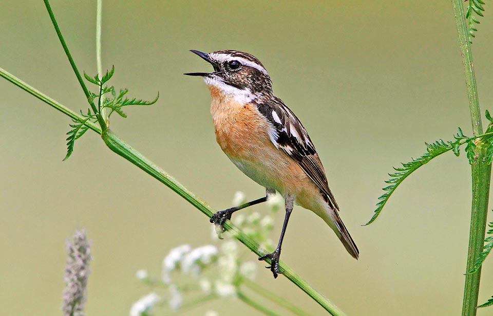 Saxicola rubetra, Muscicapidae, stiaccino