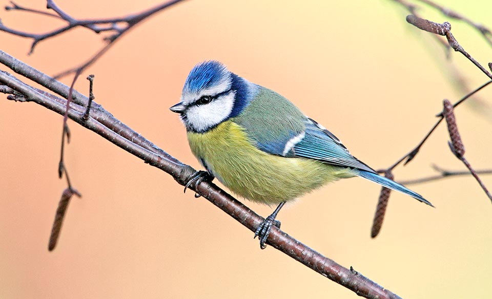 The blue start is usually sedentary even if some populations make short but periodical movements towards lower latitudes for avoiding the winter rigours 