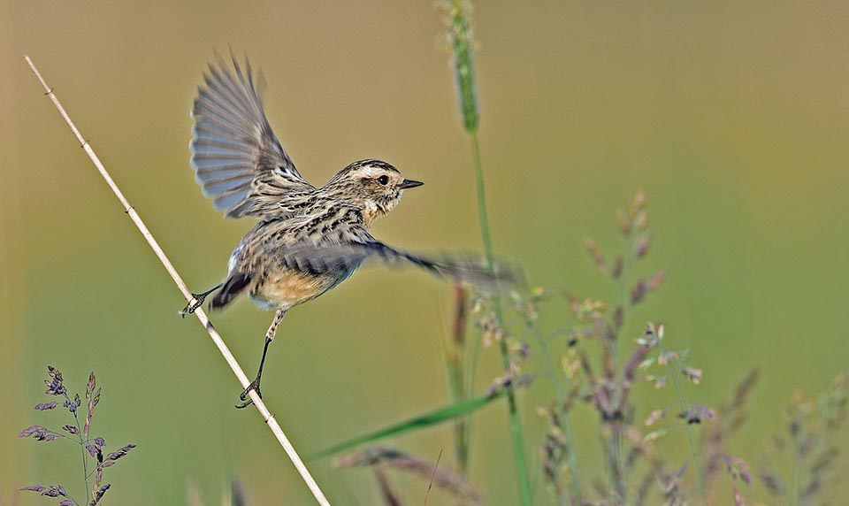 Saxicola rubetra, Muscicapidae, Tarier des prés