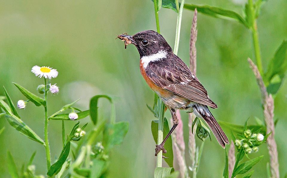 Saxicola torquatus, Tarier pâtre, Muscicapidae