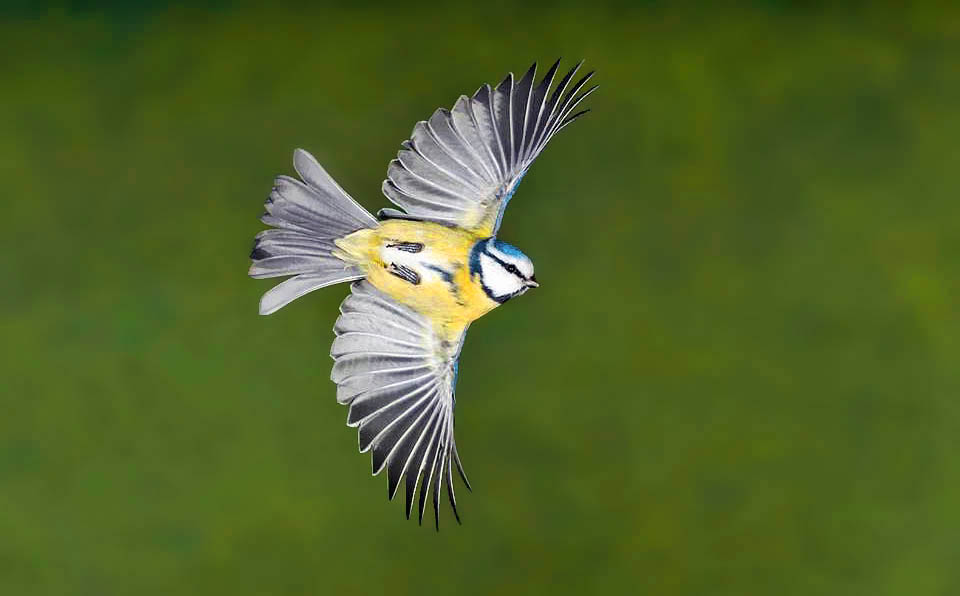 The blue tit (Cyanistes caeruleus) does not have a vast territory like the consimilar tits but occupies Europe extensively, south-western Asia and North Africa © Alain Ghignone