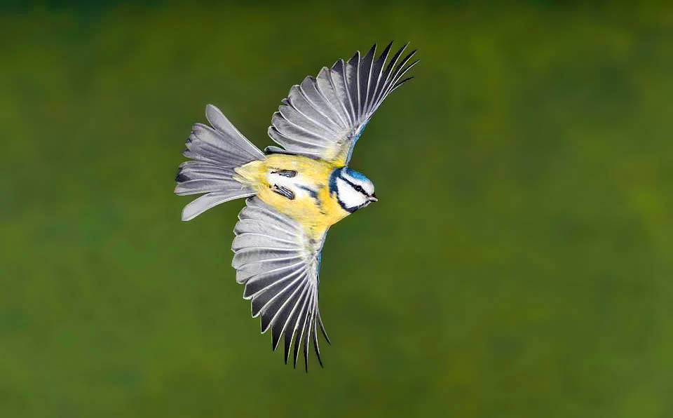 La Mésange bleue (Cyanistes caeruleus) n'a pas un territoire vaste comme les autres mésanges mais occupe l'Europe, la partie sud-ouest de l'Asie et l'Afrique du nord 