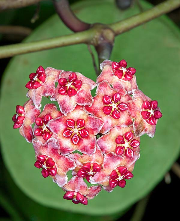 Grimpante à Buru dans les Moluques, Hoya excavata escalade les arbres grâce à ses racines adventives © Giuseppe Mazza