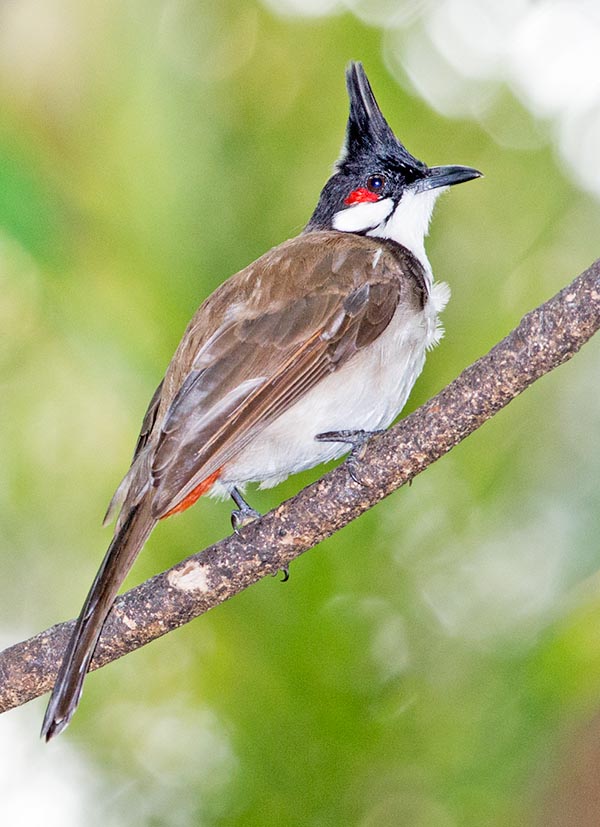 Très apprécié pour son chant mélodieux Pycnonotus jocosus est en passe de devenir une espèce invasive © Giuseppe Mazza