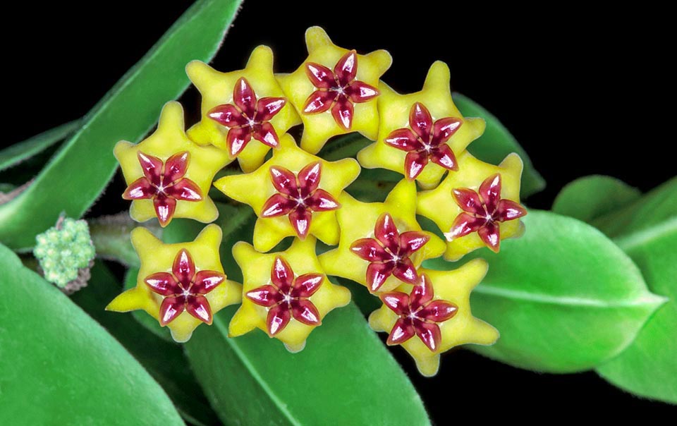 The Hoya cumingiana is sarmentose, terrestrial or lithophyte, ramified at the base reaching 150 cm of height. Even 20 umbellar flowers of 1,2 cm of diameter © G. Mazza