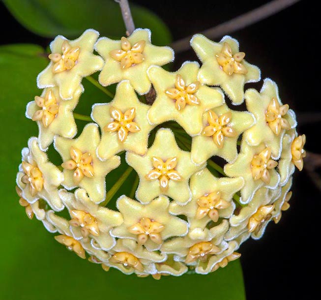 Nativa de Papúa Nueva Guinea, la Hoya dischorensis es una epífita sarmentosa poco ramificada con tallos delgados. Inflorescencias umbeliformes, sobre un corto pedúnculo, con entre 10 y 25 flores de color amarillo crema, más o menos intenso. Corola de entre 1 y 1,5 cm, constituida por 5 lóbulos de ápice agudo y margen densamente velloso © Giuseppe Mazza