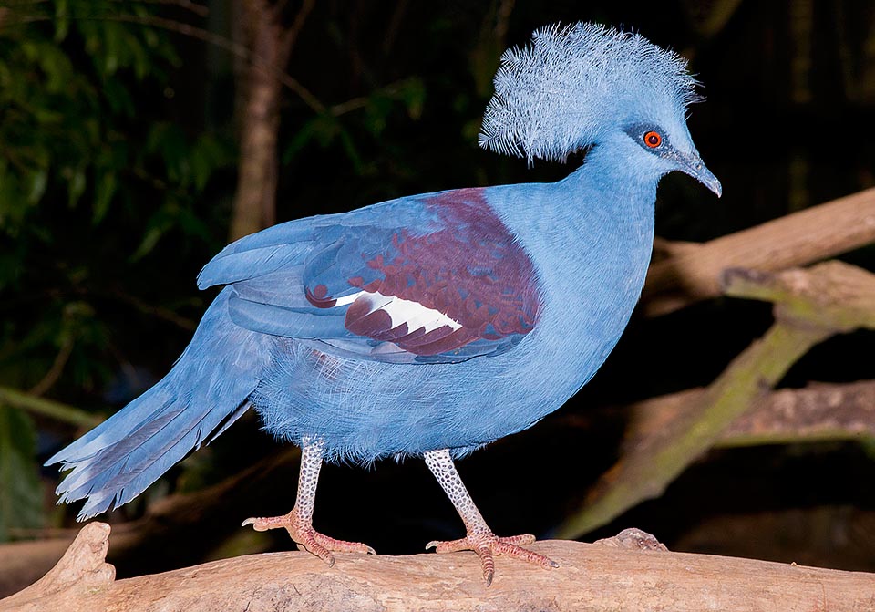 Goura cristata de Nouvelle-Guinée est-il une poule ou un pigeon ? Il est vrai que sa taille est plus proche de celle de la poule et qu’il passe toute sa journée à gratter le sol mais la forme de son bec, le fait qu’il niche sur les arbres, ponde peu d’œufs et passe la nuit sur les branches l’a finalement amené à être classé dans les Columbidae © Giuseppe Mazza