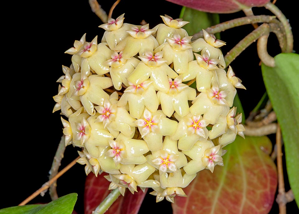 Rampicante delle Isole Salomone con radici avventizie, la Hoya cominsii ha foglie che virano al rosso quando la luminosità è elevata. Anche 35 fiori profumati di 0,8-1 cm © Giuseppe Mazza