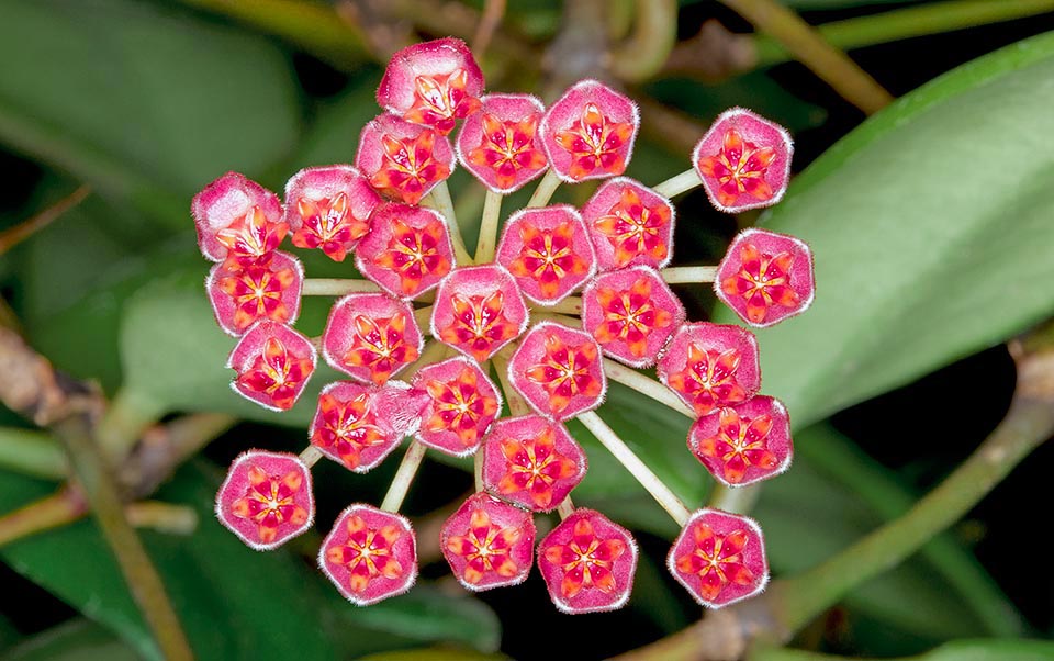 Grimpante à racines adventives, Hoya pubifera escalade, en se ramifiant, les arbres des forêts humides philippines © Giuseppe Mazza