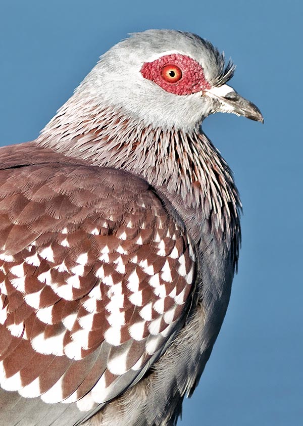 Autochtone du continent africain, le Pigeon roussard se reconnaît facilement par la large tache de peau nue et plissée de couleur rouge violacé vif qui entoure la zone périoculaire © Gianfranco Colombo