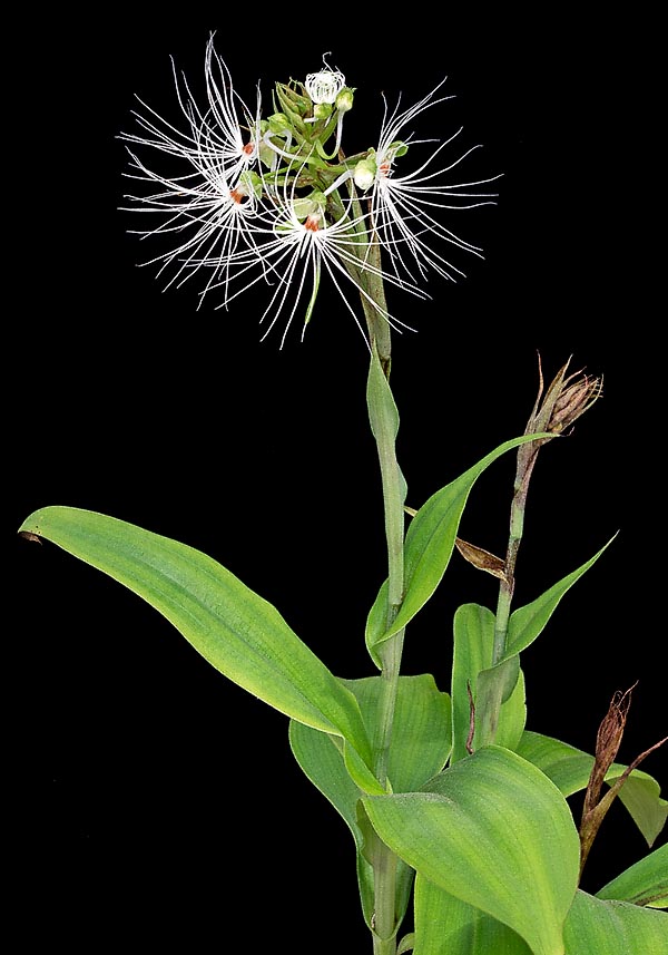 Tuberosa terrestre decidua del sudeste asiático, la Habenaria medusa no supera los 20 cm de altura  © Giuseppe Mazza