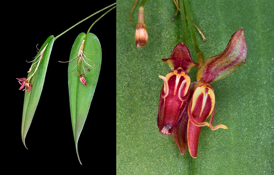 Native to Ecuador, Pleurothallis mastodon is a small cespitous epiphyte of the humid forests at medium altitude. The stems are thin, with only one 5-8 cm leaf. Racemose inflorescences with tiny and characteristic flowers gradually opening. Protected, is rarely present in the collections of the passionate orchidophiles © Giuseppe Mazza