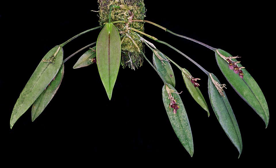 Acianthera lojae est une petite épiphyte à rhizome rampant. Racines filiformes et tiges fines, de 5-8 cm, pourvues d’une unique feuille sessile de 5-8 cm © G. Mazza