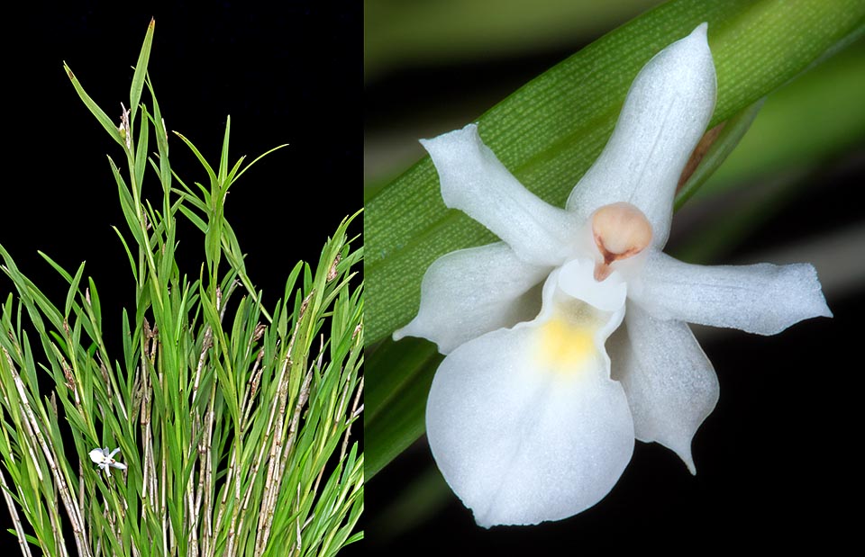 Épiphyte fréquente en Nouvelle-Guinée, Agrostophyllum uniflorum est très rare en culture. Espèce pour passionnés aux fleurs minuscules et isolées, pleines de charme © Giuseppe Mazza