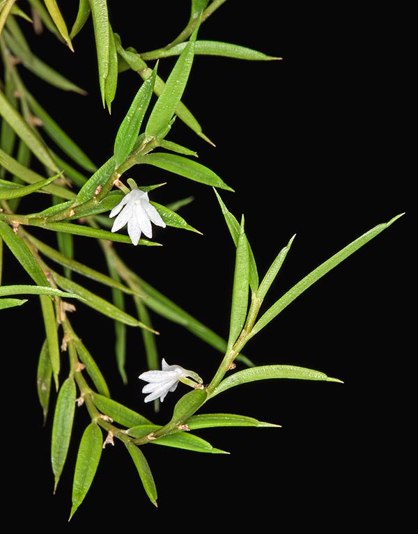 L’ Angraecum atlanticum è originario del Gabon e della Guinea Equatoriale © Giuseppe Mazza