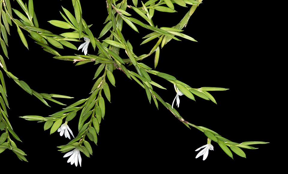 Epiphyte with dense tufts, with 1 mm stems even 35 cm long, the Angraecum gabonense is native to the humid tropical forests of West Africa © Giuseppe Mazza