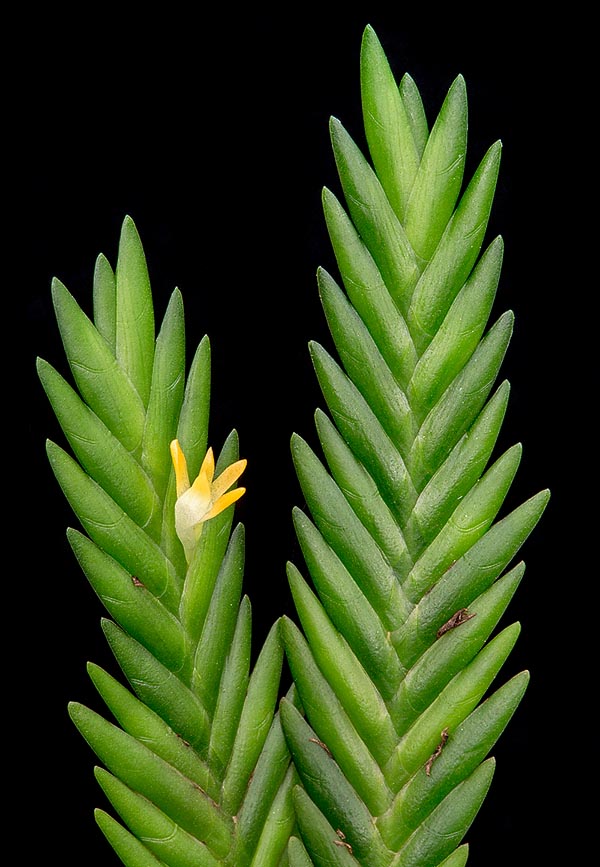 Angraecum podochiloides est une épiphyte d’Afrique tropicale centro-occidentale © Giuseppe Mazza