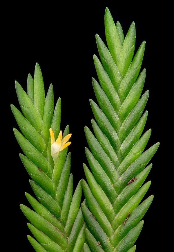 The Angraecum podochiloides is a an epiphyte of tropical Central-West Africa © Giuseppe Mazza