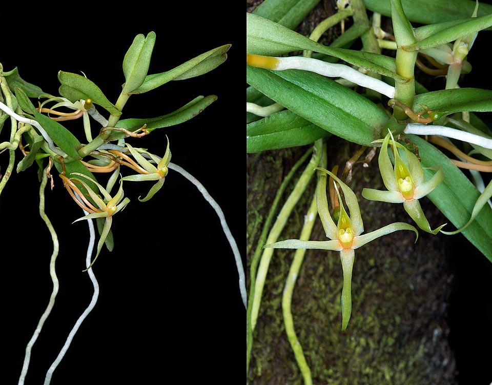 L’Angraecum moandense è una piccola epifita con fusti sottili, spesso ramificati e ricadenti, di 6-15 cm. Infiorescenze lunghe anche 5 cm con 1-4 piccole corolle © Giuseppe Mazza