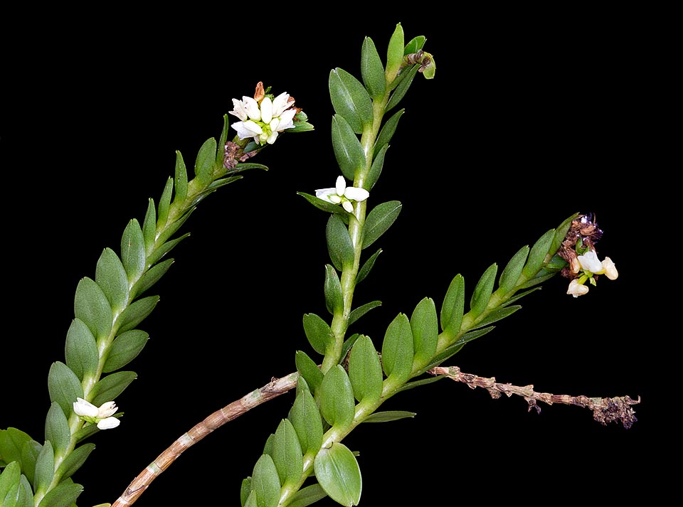 Epífita o litófita cespitosa, sobre ramas o escarpes rocosos calcáreos en florestas del sudeste asiático, la Appendicula cornuta tiene tallos de hasta 60 cm de largo © Giuseppe Mazza