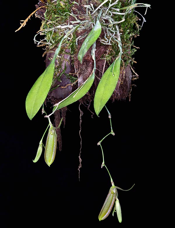 The Acianthera erosa is a small epiphyte of the humid mountain forests of the Dominican Republic © Giuseppe Mazza