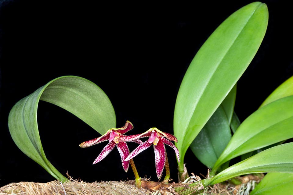 Épiphyte des forêts marécageuses du sud-est asiatique, Bulbophyllum patens a des pseudobulbes à une seule feuille portés par un robuste rhizome enraciné aux nœuds © Giuseppe Mazza